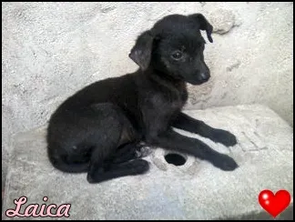 Cachorro ra a vira lata idade Abaixo de 2 meses nome Laica