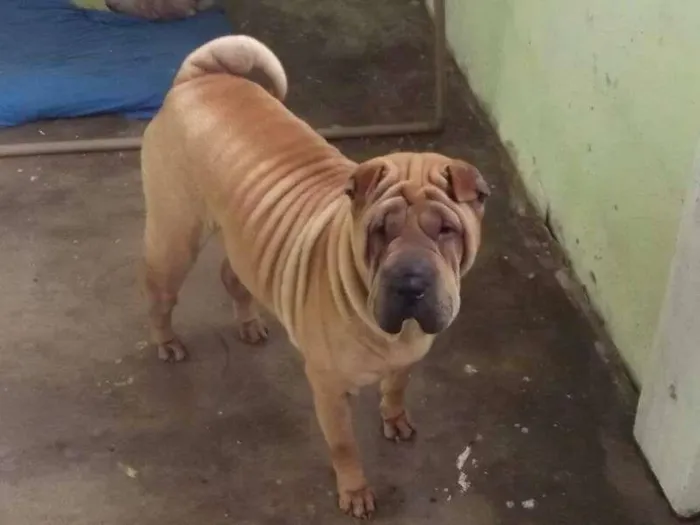 Cachorro ra a Shar Pei idade 6 ou mais anos nome SINDY GRATIFICA