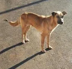 Cachorro ra a SRD idade  nome Nina
