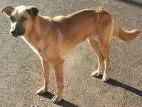Cachorro ra a SRD idade  nome Nina