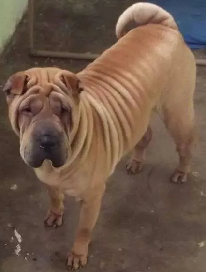 Cachorro ra a Shar Pei idade 6 ou mais anos nome SINDY GRATIFICA