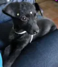 Laica