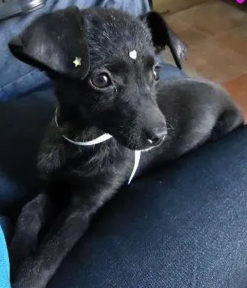 Cachorro ra a vira lata idade Abaixo de 2 meses nome Laica