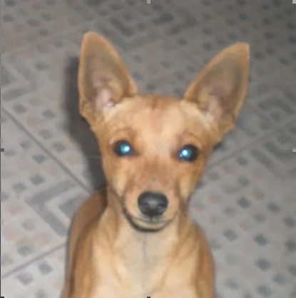 Cachorro ra a Pinscher idade 6 ou mais anos nome Raichú