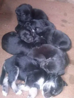 Cachorro raça vira lata idade Abaixo de 2 meses nome nao tem