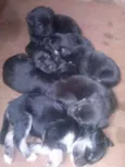 nao tem