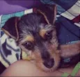 Pequeno