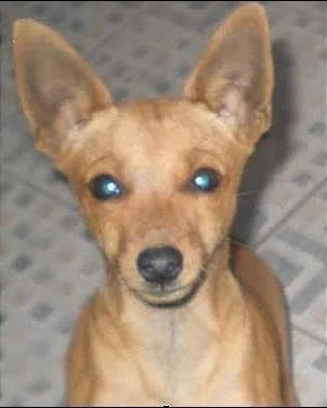 Cachorro ra a Pinscher idade 6 ou mais anos nome Raichú