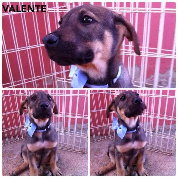 Cachorro ra a SRD idade 2 a 6 meses nome Valente