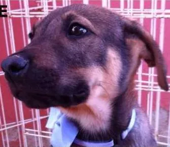 Cachorro ra a SRD idade 2 a 6 meses nome Valente