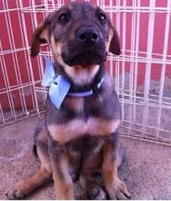 Cachorro ra a SRD idade 2 a 6 meses nome Valente