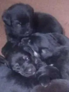 Cachorro raça vira lata idade Abaixo de 2 meses nome nao tem