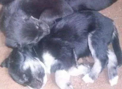 Cachorro raça vira lata idade Abaixo de 2 meses nome nao tem