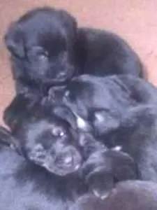 Cachorro raça vira lata idade Abaixo de 2 meses nome nao tem