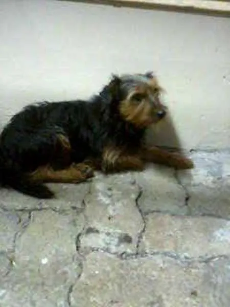 Cachorro ra a  idade 2 anos nome Peludinho