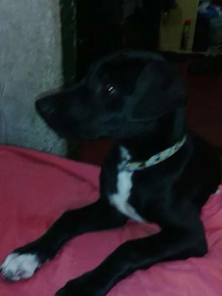 Cachorro ra a SRD idade 7 a 11 meses nome Sheik