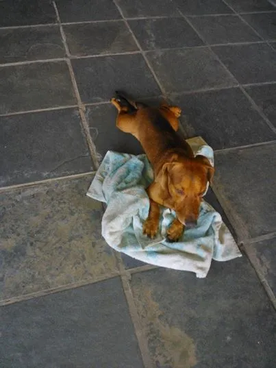 Cachorro ra a Salsicha idade 5 anos nome Bob