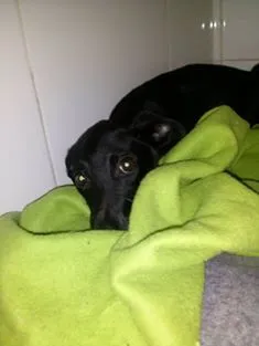 Cachorro raça SRD idade 7 a 11 meses nome Peninos