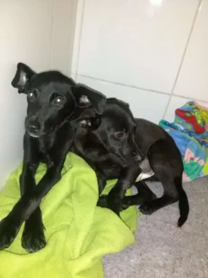 Cachorro raça SRD idade 7 a 11 meses nome Peninos