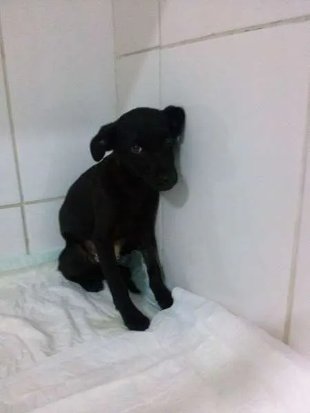 Cachorro raça SRD idade 7 a 11 meses nome Peninos