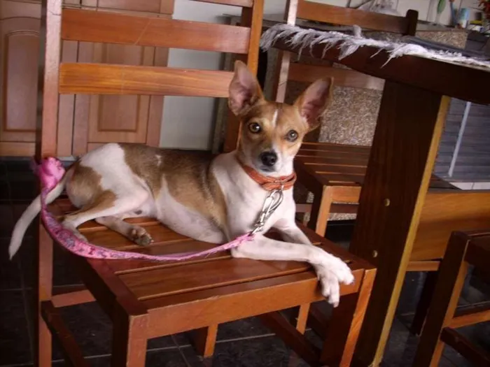 Cachorro ra a FoxPaulistinha idade 1 ano nome Rock
