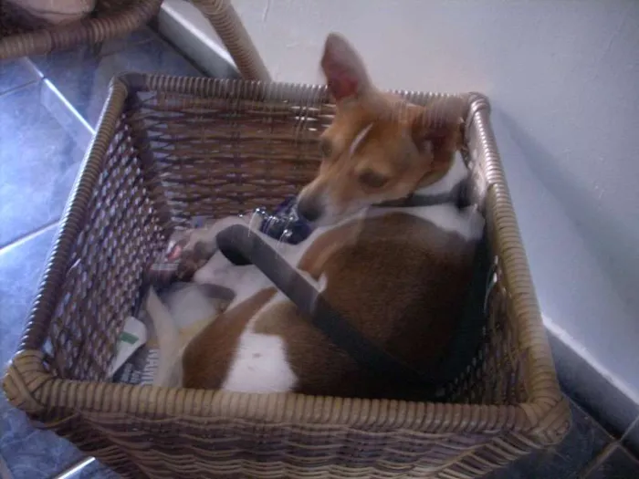Cachorro ra a FoxPaulistinha idade 1 ano nome Rock
