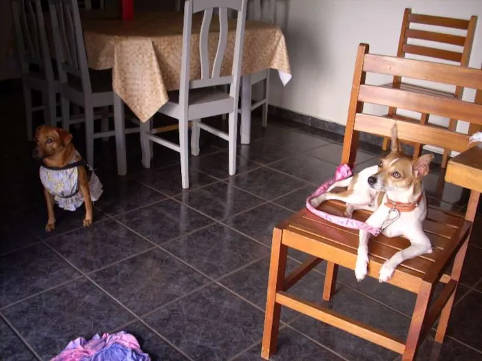 Cachorro ra a FoxPaulistinha idade 1 ano nome Rock