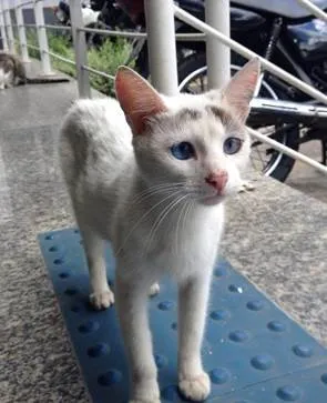 Gato ra a SRD idade 7 a 11 meses nome bRANQUINHA