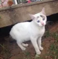 bRANQUINHA