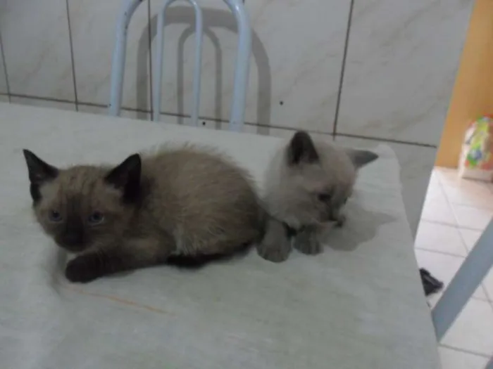 Gato ra a SRD idade 2 a 6 meses nome Gatinhos