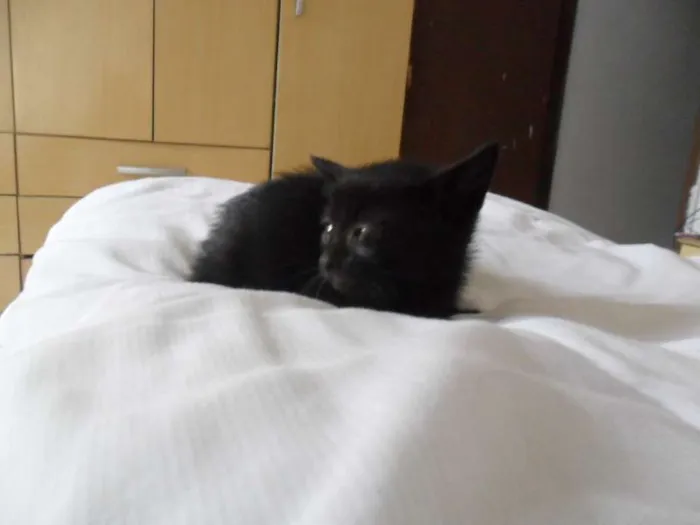Gato ra a SRD idade 2 a 6 meses nome Gatinhos
