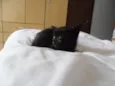 Gatinhos