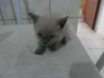Gatinhos