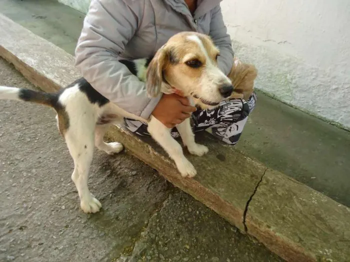 Cachorro ra a srd idade 1 ano nome Snoopy
