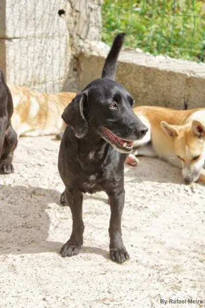Cachorro raça SRD idade 2 anos nome Sebastian
