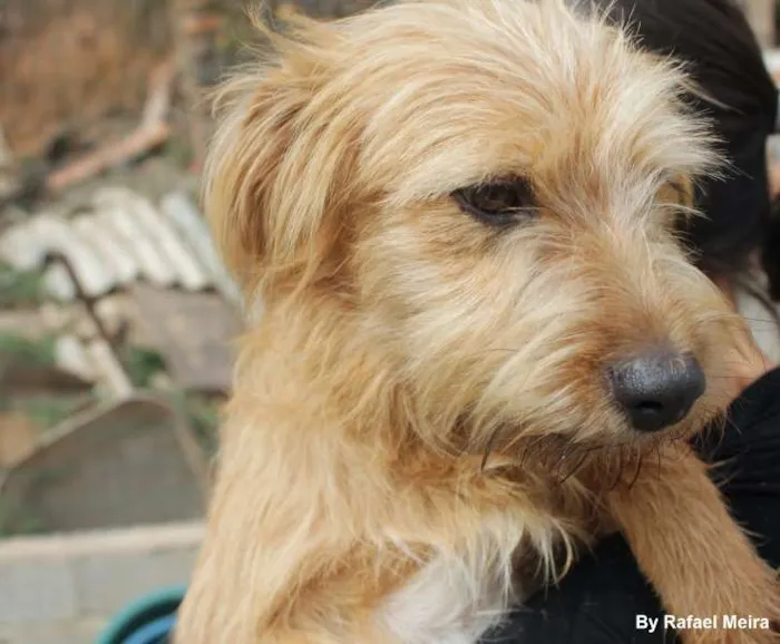 Cachorro ra a SRD idade 1 ano nome Amarelinho 1