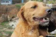 Peludinho 2