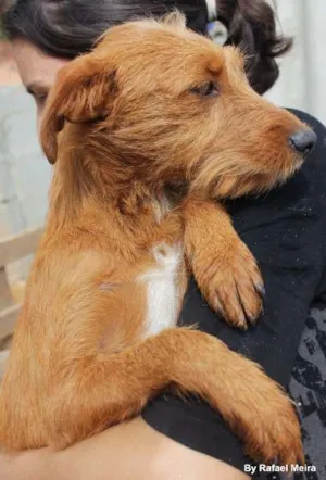 Cachorro raça SRD idade 1 ano nome Peludinho 3