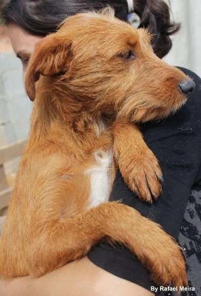 Cachorro ra a SRD idade 1 ano nome Peludinho 3