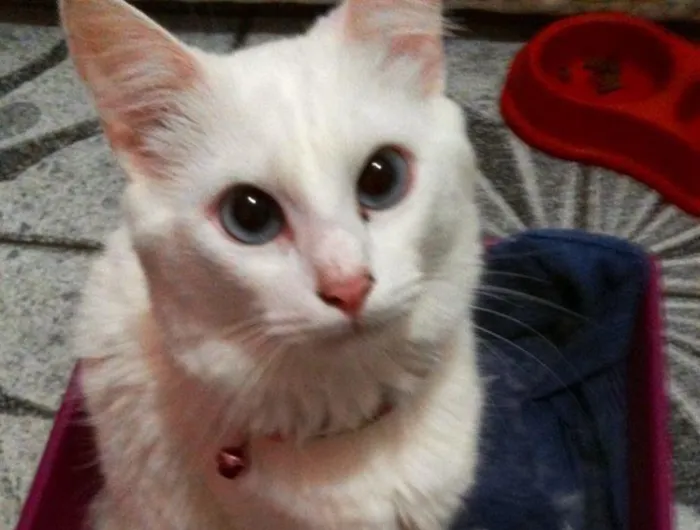 Gato ra a SRD idade 1 ano nome Maria