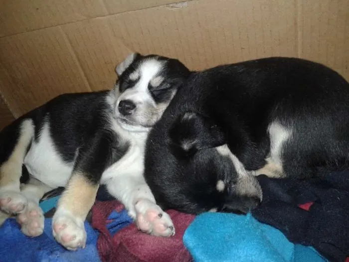 Cachorro ra a SRD idade Abaixo de 2 meses nome -