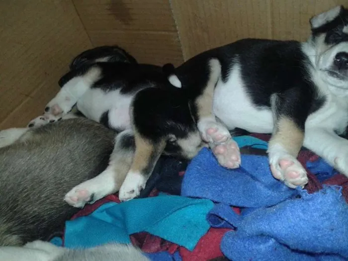 Cachorro ra a SRD idade Abaixo de 2 meses nome -