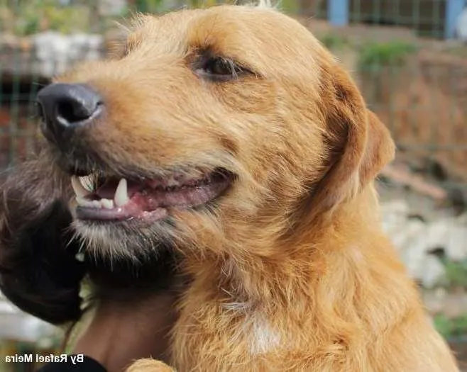 Cachorro ra a SRD idade 1 ano nome Peludinho 2