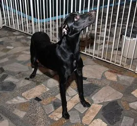 Cachorro ra a SRD idade 1 ano nome Negão