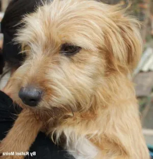 Cachorro raça SRD idade 1 ano nome Amarelinho 1