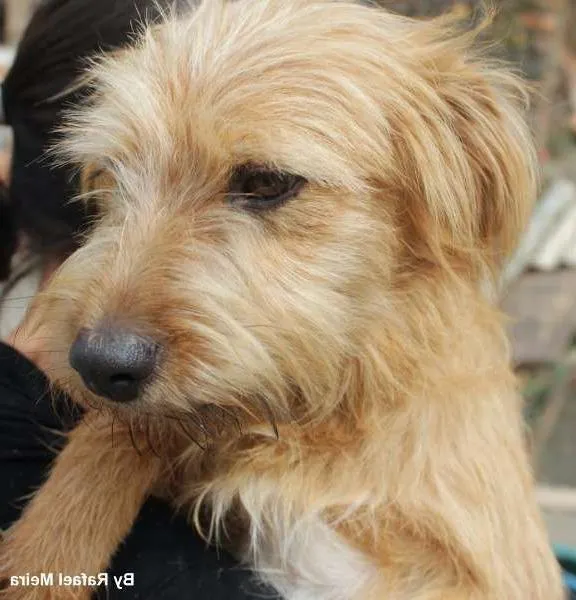Cachorro ra a SRD idade 1 ano nome Amarelinho 1