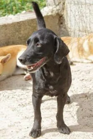 Cachorro raça SRD idade 2 anos nome Sebastian