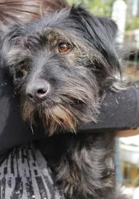 Cachorro raça SRD idade 1 ano nome Peludinho preto