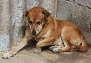 Cachorro raça SRD idade 2 anos nome DUQUE