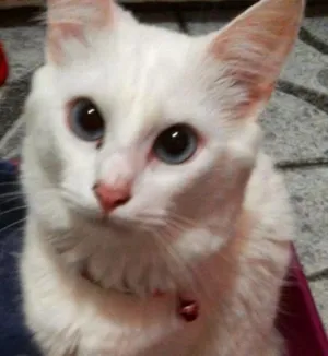 Gato raça SRD idade 1 ano nome Maria